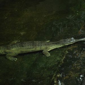 Ganges Gharial (Gavialis gangeticus) at Berlin Zoo Aquarium - 4th April 201