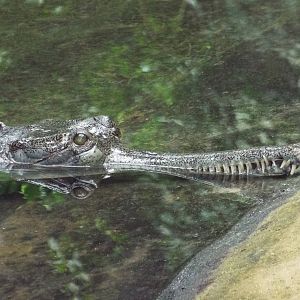 Ganges Gharial (Gavialis gangeticus) at Berlin Zoo Aquarium - 4th April 201