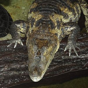 Spectacled Caiman (Caiman crocodilus) at Berlin Zoo Aquarium - 4th April 20