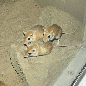Pallid Gerbil (Gerbillus perpallidus) at Zoo Berlin - April 4th 2014