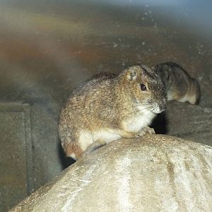 Rock Cavy (Kerodon rupestris) at Zoo Berlin - April 4th 2014