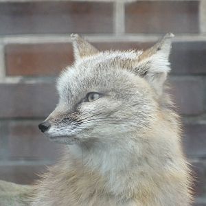 Corsac Fox (Vulpes corsac) at Zoo Berlin - April 4th 2014