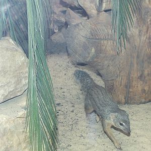 Northern Narrow-striped Boky (Mungotictis decemlineata decemlineata) at Zoo