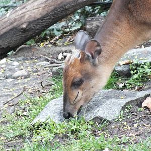 Natal Red Duiker (Cephalophus natalensis) at Zoo Berlin - April 4th 2014