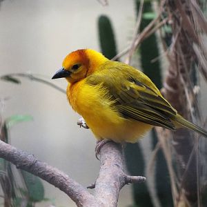 Taveta Golden-weaver (Ploceus castaneiceps) at Zoo Berlin - April 4th 2014