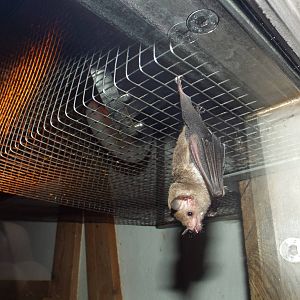 Pallas' Long-tongued Bat (Glossophaga soricina) at Zoo Berlin - April 4th 2