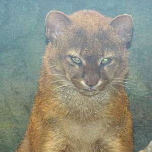 Jaguarundi (Puma yagouaroundi) at Zoo Berlin - April 4th 2014