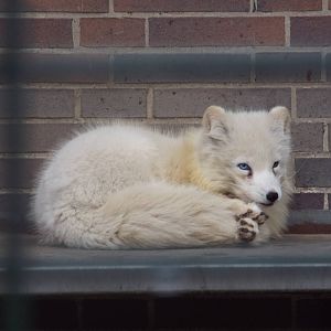 Arctic Fox (Vulpes lagopus) at Zoo Berlin - April 4th 2014