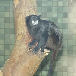 Black-mantled Tamarin (Saguinus nigricollis graellsi) at Zoo Berlin - April