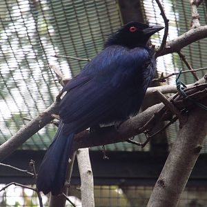 Trumpet Manucode (Manucodia keraudrenii) at Zoo Berlin - April 4th 2014