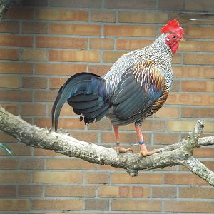 Sonnerat's Junglefowl (Gallus sonneratii) at Zoo Berlin - April 4th 2014