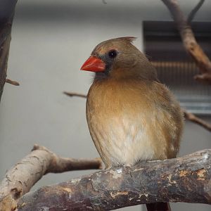 Northern Cardinal (Cardinalis cardinalis) at Zoo Berlin - April 4th 2014