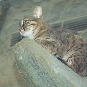 Sri Lankan Rusty-spotted Cat (Prionailurus rubiginosus phillipsi) at Zoo Be