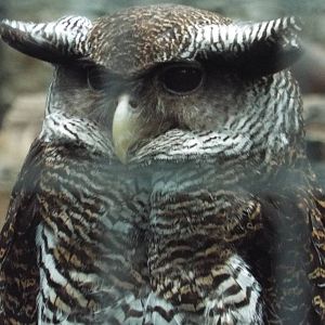 Barred Eagle-owl (Bubo sumatranus strepitans) at Zoo Berlin - April 4th 201