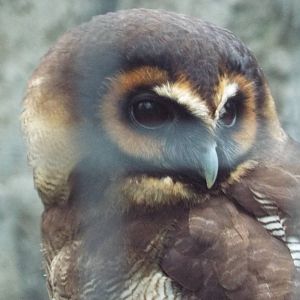 Sri Lankan Wood Owl (Strix leptogrammica ochrogenys) at Zoo Berlin - April