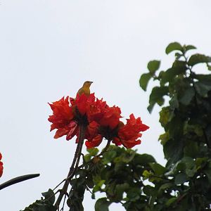 Juvenile Taveta Golden Weaver