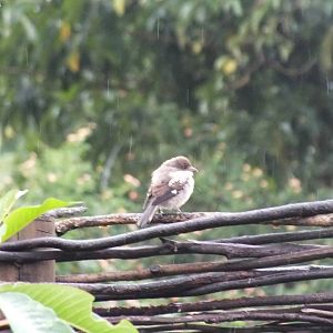 Juvenile common fiscal