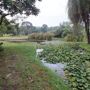 The pond that I birded
