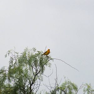 Taveta Golden Weaver