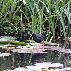 Black crake