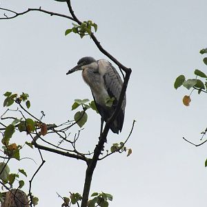 Black-headed Heron