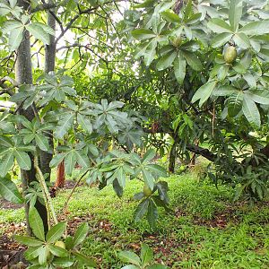 Fruit trees