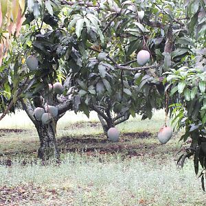 Fruit trees