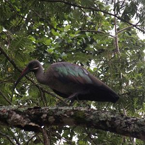 Hadada Ibis