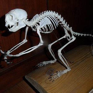 Brown-mantled tamarin skeleton