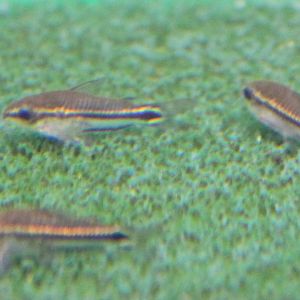 Pygmy corydoras