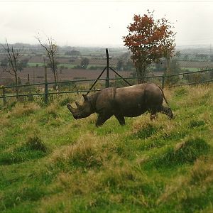 Sumatran Rhinoceros, 24th October 1994