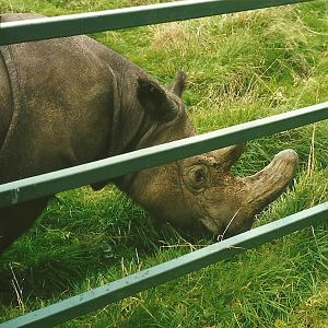 Sumatran Rhinoceros, 24th October 1994