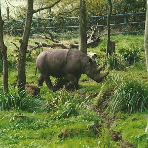 Sumatran Rhinoceros, 24th October 1994