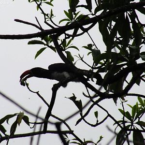 Crowned Hornbill