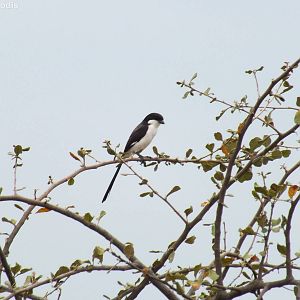 Long-tailed fiscal