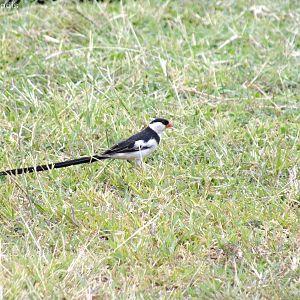 Pin-tailed Whydah