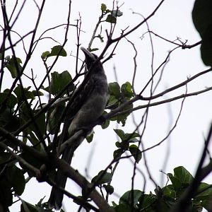 Grey Hornbill