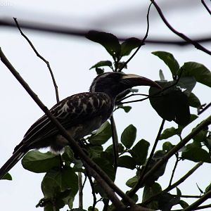Grey Hornbill