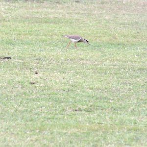 Crowned Lapwing