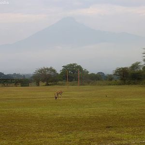 Grant's Gazelle, Crowned Lapwing and Mount Meru