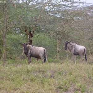 Blue Wildebeest