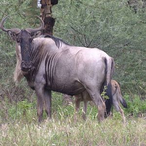 Blue Wildebeest