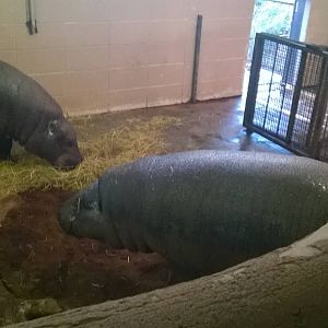 Pygmy Hippos