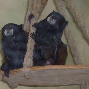 Brown-mantled tamarins
