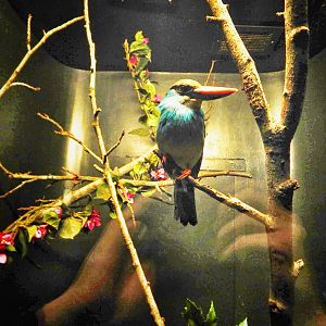 Oct. 2014 - Wings of the World - Blue-breasted Kingfisher