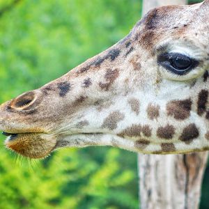 Aug. 2014 - Giraffe Ridge - Jambo