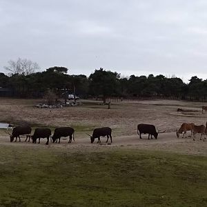 Rhino/hoofstock enclosure