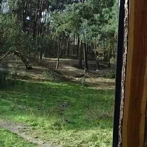 Part of the spotted hyena enclosure