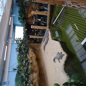 Part of the nile croc enclosure