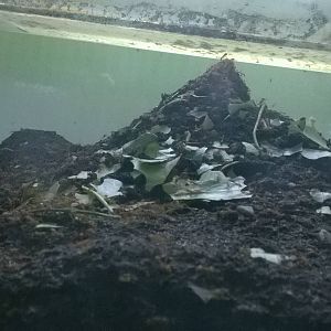 Leafcutter Ant in Brilliant Birds